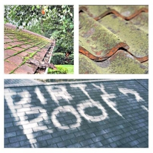 Photo of See Spot Go Window Cleaning & Pressure Washing