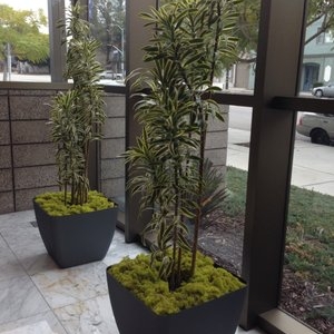 Photo of Growing Roots
