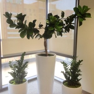 Photo of Growing Roots