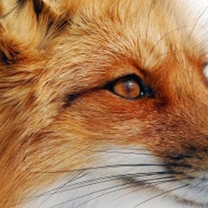 Photo of Fox Dealer