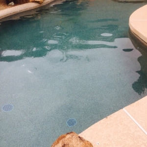 Photo of Beyond X Pool Cleaning