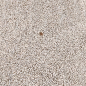 Photo of Specialty Carpet Care
