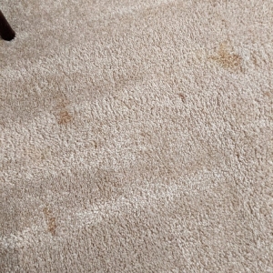 Photo of Specialty Carpet Care