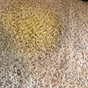 Photo of Simply Clean Organic