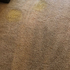 Photo of Simply Clean Organic