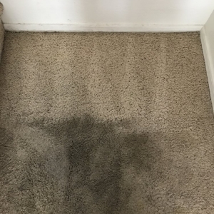 Photo of Chem-Dry of Scottsdale and Paradise Valley