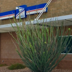 Photo of United States Postal Service