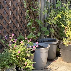 Chevy Chase Gardenology