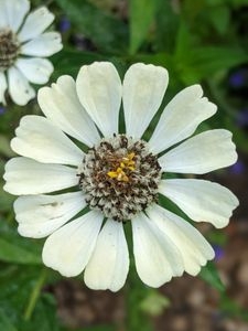 Photo of Gardenology