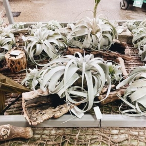 Photo of Merrifield Garden Center