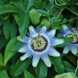 Washington Gardening and Gentle Redesign