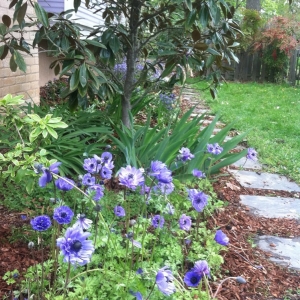Photo of Gardening and Gentle Redesign