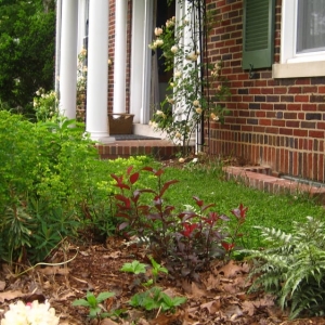 Photo of Gardening and Gentle Redesign