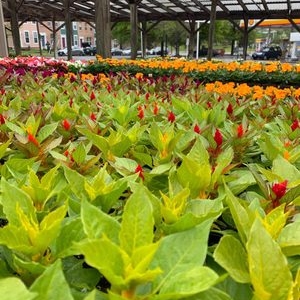 Photo of Greenstreet Gardens