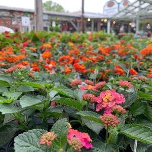 Photo of Greenstreet Gardens