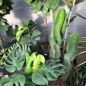 Photo of Greenstreet Gardens