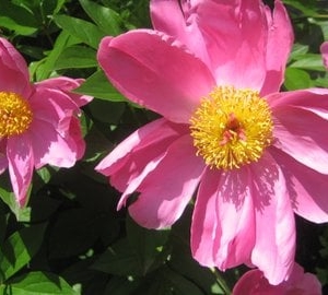 Photo of Hawthorne Garden Design
