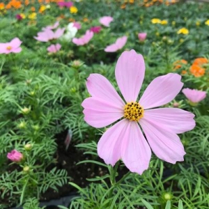 Alexandria Greenstreet Gardens