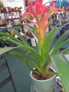 Photo of Watson Flower Shops