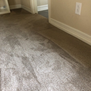 Photo of Stapleton Carpet Cleaning