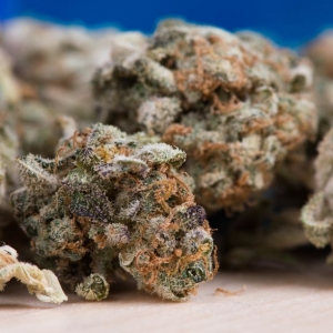 Photo of Higher Yields Cannabis Consulting