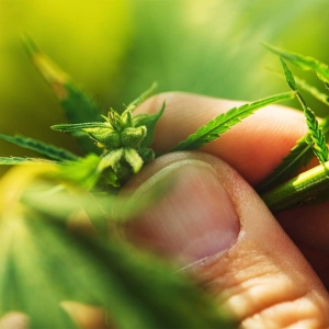 Photo of Higher Yields Cannabis Consulting
