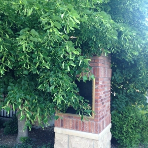 Photo of American Design & Landscape