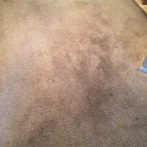 Photo of Oxi Fresh Carpet Cleaning