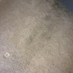 Photo of Oxi Fresh Carpet Cleaning
