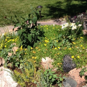 Photo of True Grit Custom Landscape & Design