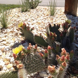 Photo of True Grit Custom Landscape & Design