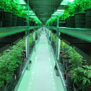Photo of Medicine Man Technologies