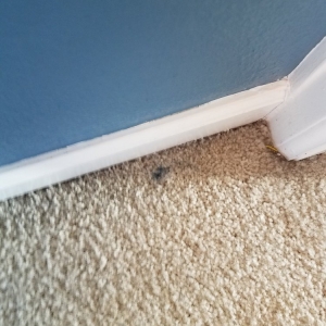 Photo of Team Carpet Care