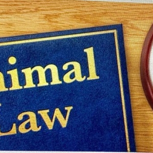 Photo of The Piccone Law Firm