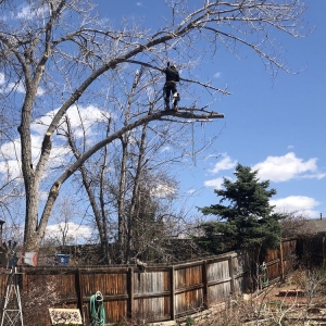 Aurora MQ Landscaping and Tree Services