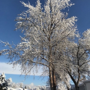 Photo of Jones Tree & Lawn