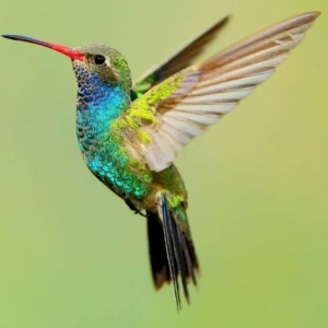 Highlands Ranch Hummingbird Home Services