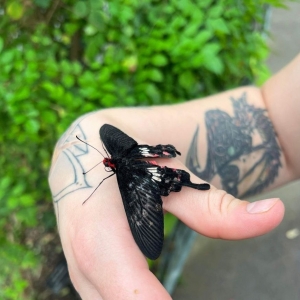 Photo of Butterfly Pavilion