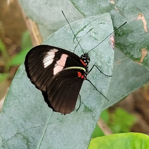 Photo of Butterfly Pavilion