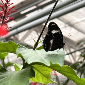 Photo of Butterfly Pavilion