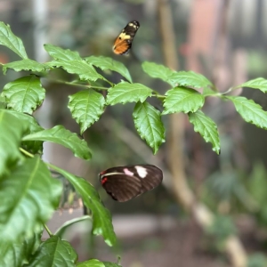 Photo of Butterfly Pavilion