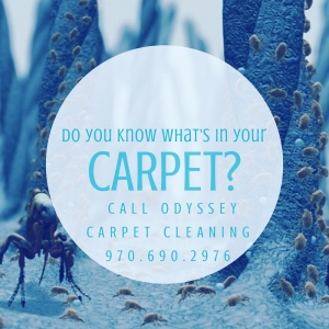 Windsor Odyssey Carpet Cleaning