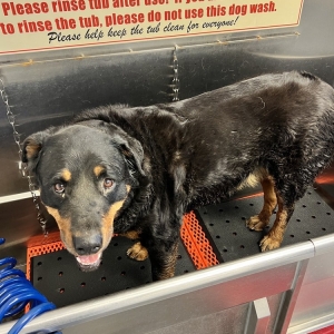 Photo of Lucky Dog Car & Pet Wash