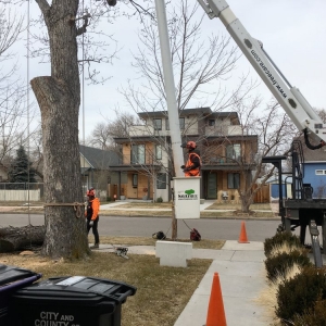 Photo of SavATree Denver