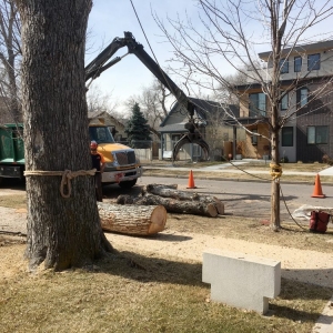 Photo of SavATree Denver