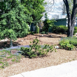 Photo of SavATree Denver