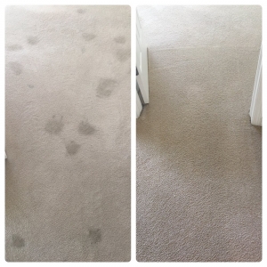 Photo of Hawkeye Carpet Care, Est.1987