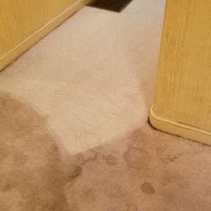 Photo of Sonoma County Carpet Care