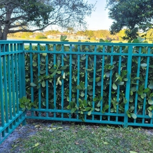 Photo of Projo Fences