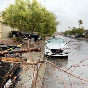 Photo of JT'S Tree Service